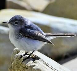 Gobemoucheron gris-bleu