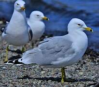 Ring-billed Gull