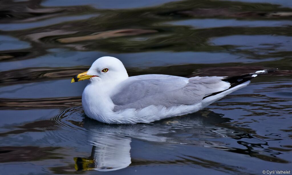 Ring-billed Gulladult breeding, swimming