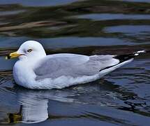 Ring-billed Gull