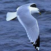 Ring-billed Gull