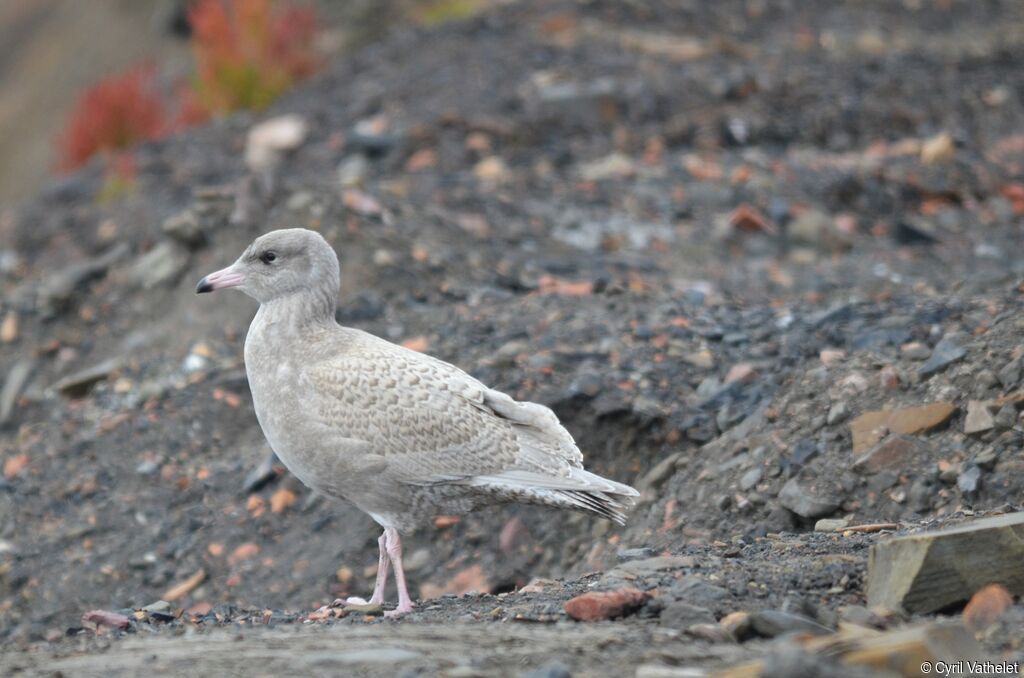 Glaucous GullFirst year, identification, aspect, pigmentation, walking