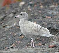 Glaucous Gull