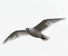 Glaucous Gull