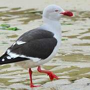 Dolphin Gull