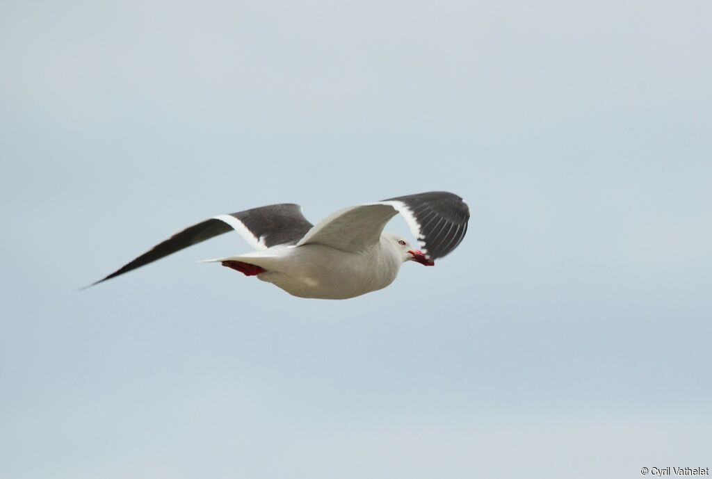 Dolphin Gulladult breeding, identification, aspect, Flight