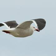 Dolphin Gull