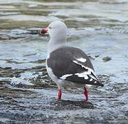 Dolphin Gull