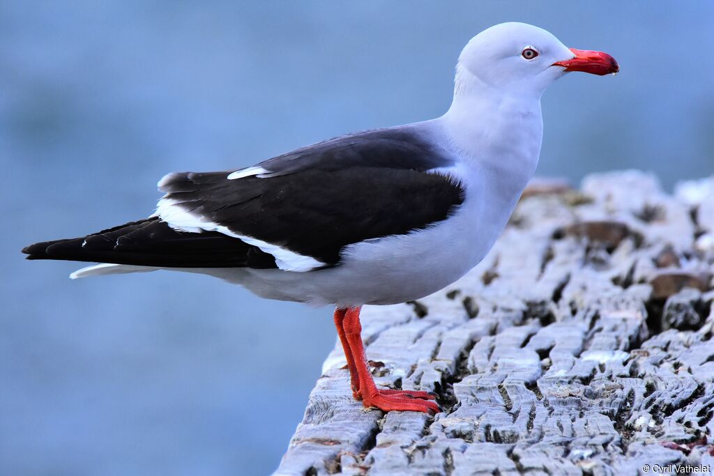 Goéland de Scoresbyadulte nuptial, identification