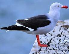 Dolphin Gull