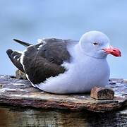 Dolphin Gull