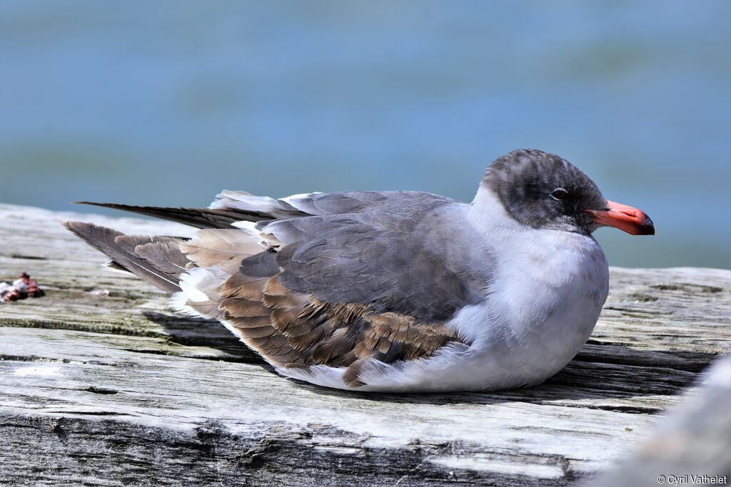 Goéland de Scoresbyjuvénile, identification