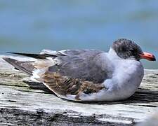 Dolphin Gull