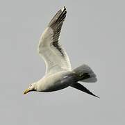 Kelp Gull