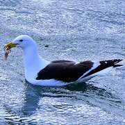 Kelp Gull