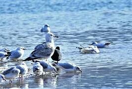 Caspian Gull