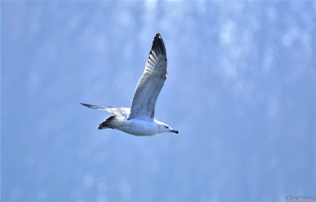 Caspian GullThird  year, Flight