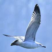 Caspian Gull