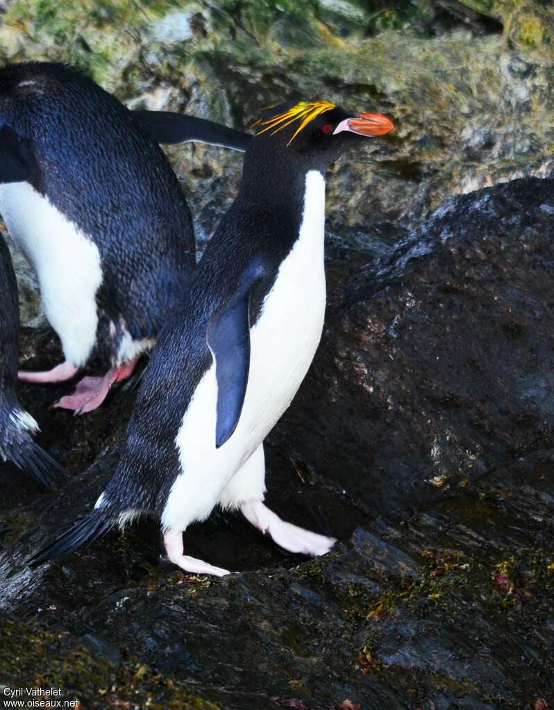 Macaroni Penguinadult breeding, identification