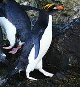 Macaroni Penguin