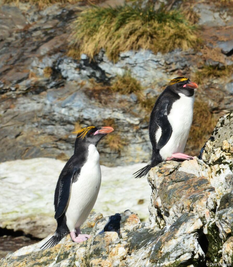 Gorfou doréadulte, habitat, composition, pigmentation