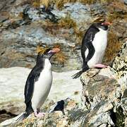 Macaroni Penguin