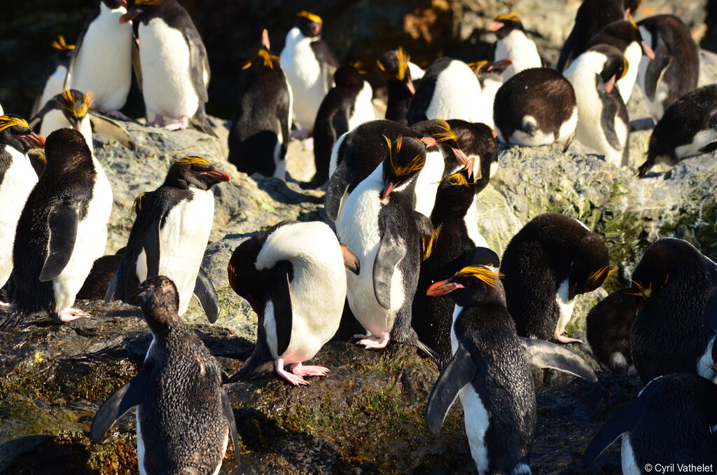 Macaroni Penguin, habitat, care, aspect, pigmentation