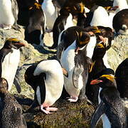 Macaroni Penguin