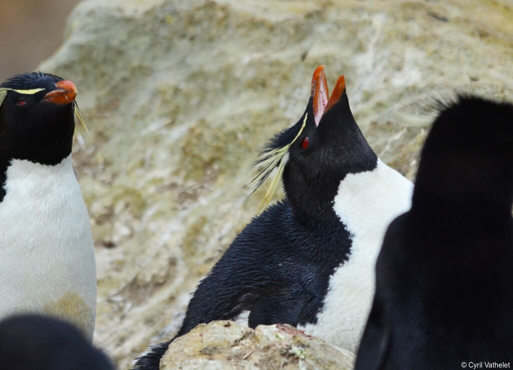 Southern Rockhopper Penguinadult, habitat, aspect, pigmentation, Reproduction-nesting