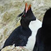 Southern Rockhopper Penguin