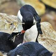 Southern Rockhopper Penguin