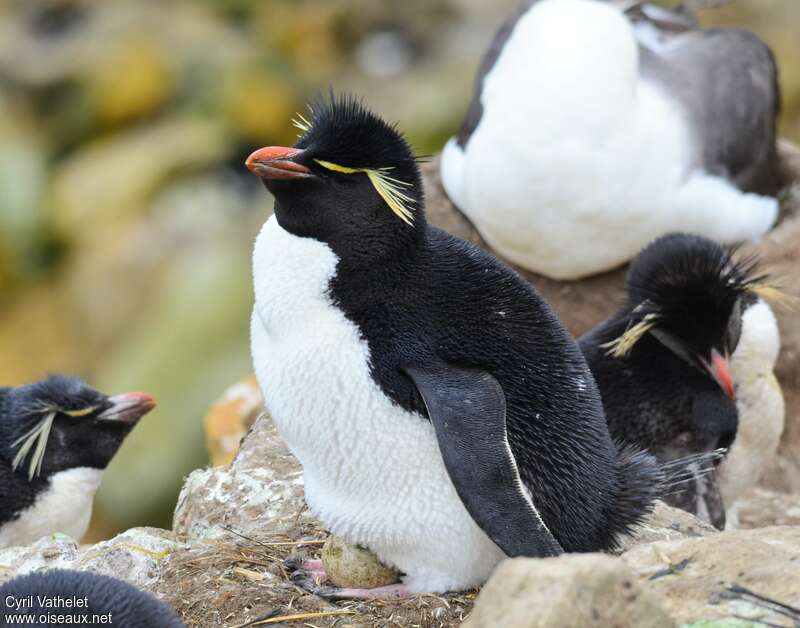 Southern Rockhopper Penguinadult breeding, identification, Reproduction-nesting