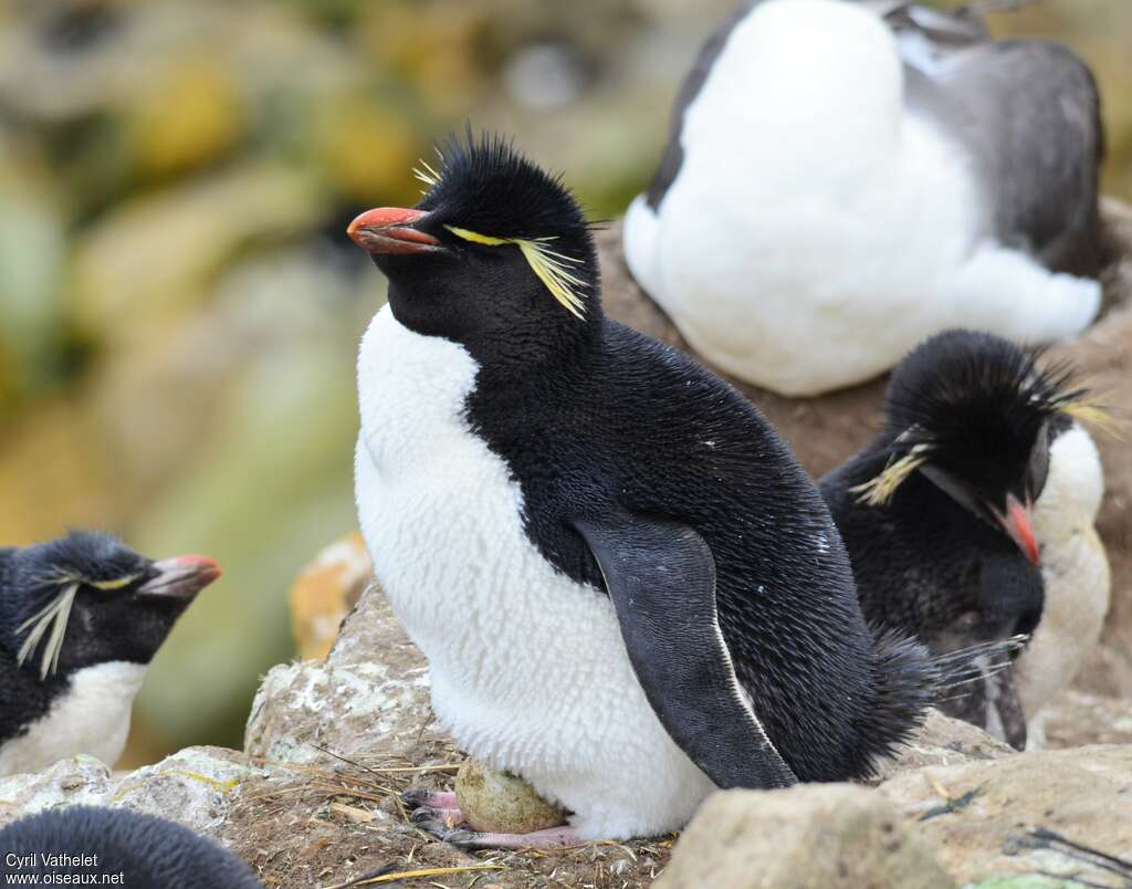 Gorfou sauteuradulte nuptial, identification, Nidification