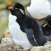 Southern Rockhopper Penguin