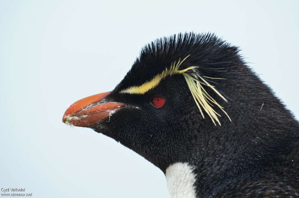 Southern Rockhopper Penguinadult breeding, close-up portrait