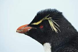 Southern Rockhopper Penguin