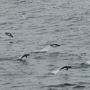 Southern Rockhopper Penguin