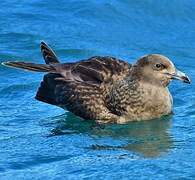 Great Skua