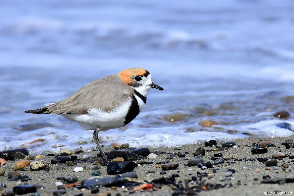 Two-banded Ploveradult, identification