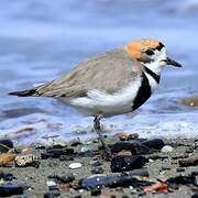 Two-banded Plover