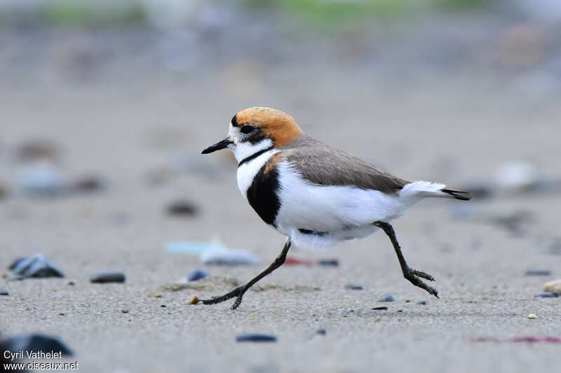 Two-banded Ploveradult, walking