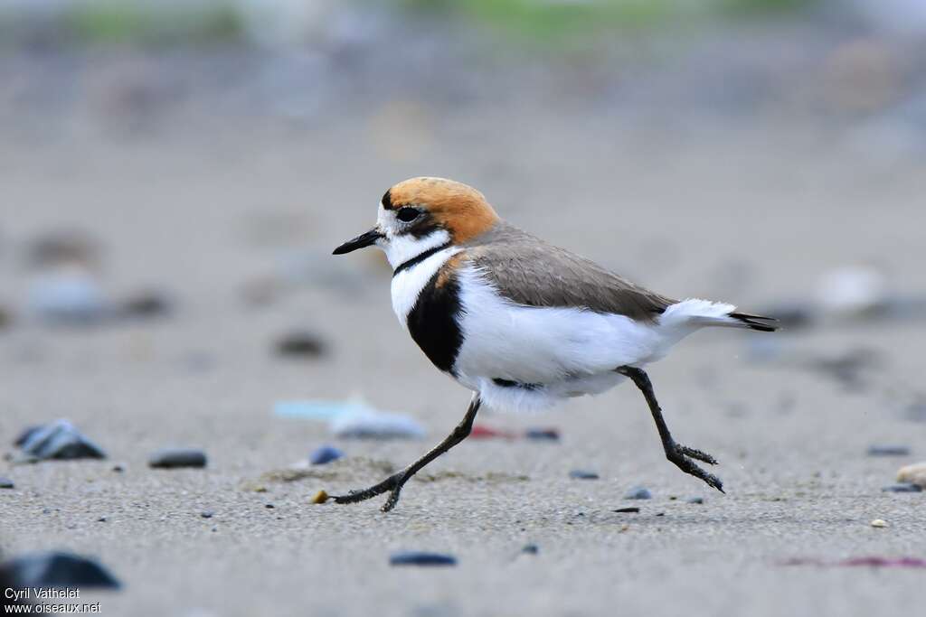 Two-banded Ploveradult, walking