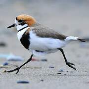 Two-banded Plover