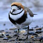 Two-banded Plover