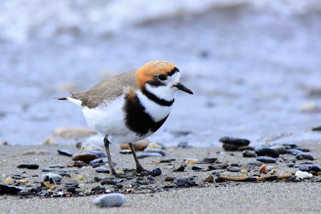 Two-banded Plover, identification