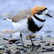 Two-banded Plover