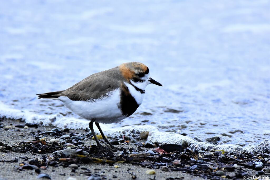 Two-banded Plover, identification