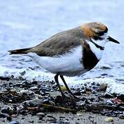 Two-banded Plover