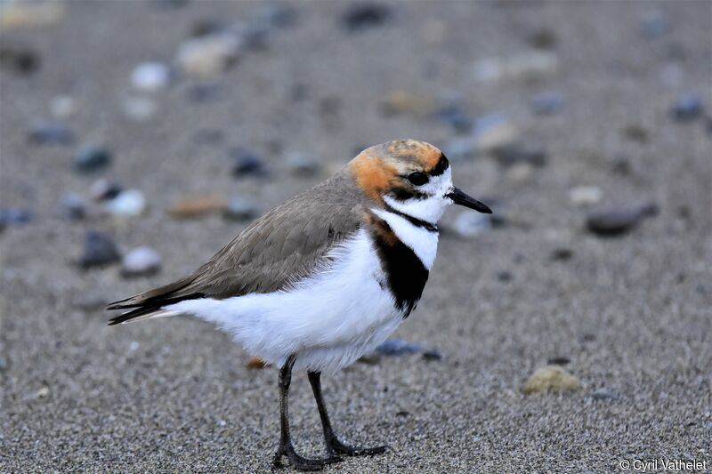 Two-banded Plover, identification