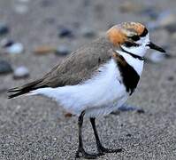 Two-banded Plover